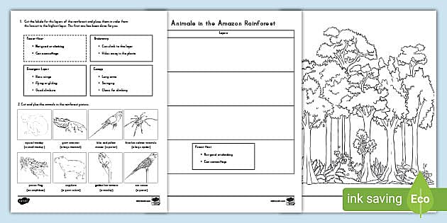 Rainforest Animals List, Food Chain | Primary Resources
