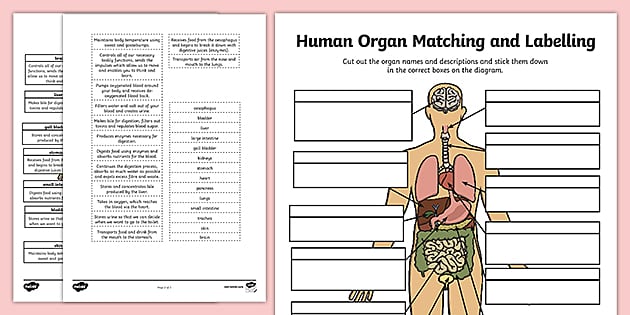 Grade 5 Human Body Celebration Of Knowledge Worksheet Organs Of The 