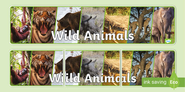 Wild Animals Photo Display Banner (teacher made) - Twinkl