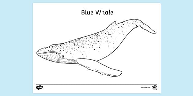 blue whale coloring page