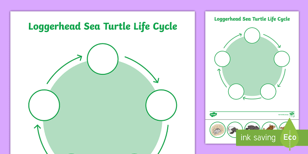 Loggerhead Sea Turtle Life Cycle Activity Sheets