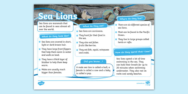 KS1 Sea Lion Fact File (teacher made) - Twinkl