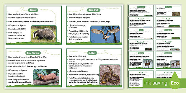 British Wildlife Information Cards (teacher made) - Twinkl