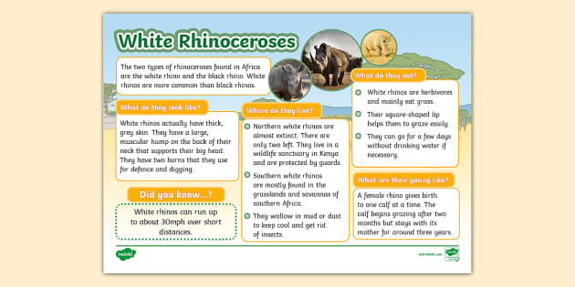 KS1 White Rhinoceros Fact File | Animal Fact Files | Twinkl