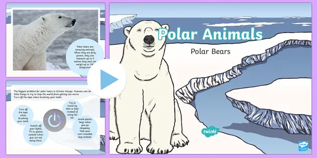 Polar Bear Facts For Kids Powerpoint Teaching Resources