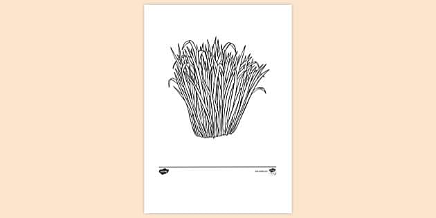 FREE! - Harakeke Plant Colouring Sheet | Colouring Sheets