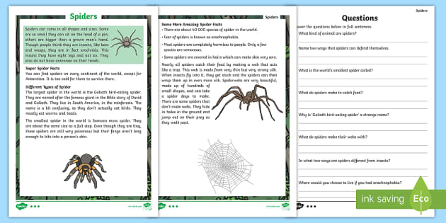 Spiders Reading Comprehension Activity Spiders Reading Comprehension Activity