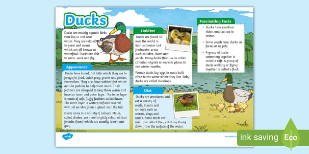 Ducks Fact File - Twinkl - KS2 (teacher made) - Twinkl