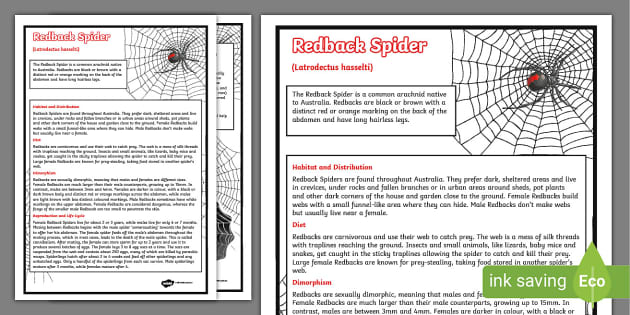 Redback Spider Facts Topics Australia Teacher Made