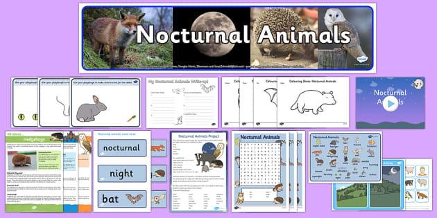 Nocturnal Animals for Kids (teacher made) - Twinkl