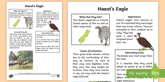 Nz Extinct Birds Haast S Eagle Fact Sheet Teacher Made