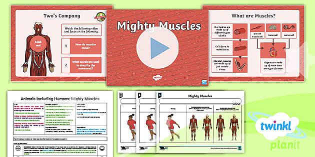 Science Animals Including Humans Mighty Muscles Year 3