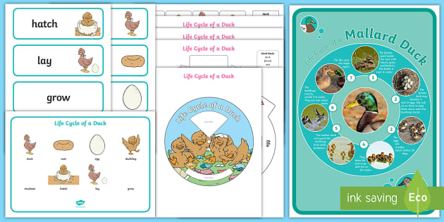 Duck Life Cycle Pack with Observation Journal by Herding Kats in  Kindergarten