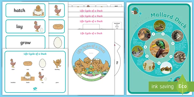 Duck Life Cycle Study - Simple Living. Creative Learning