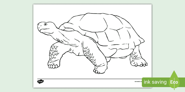 Coloring Book, Indian Star Tortoise Stock Vector - Illustration of  printable, star: 87544341