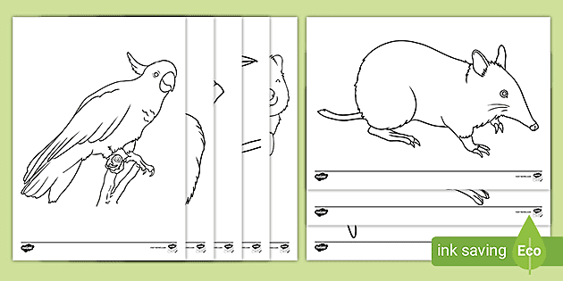 Australian Animals Colouring Sheets - Classroom Resource - Twinkl
