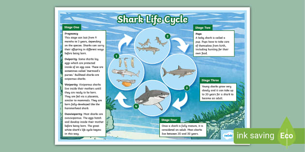 Shark Life Cycle Display Poster - Twinkl - KS2 - Twinkl
