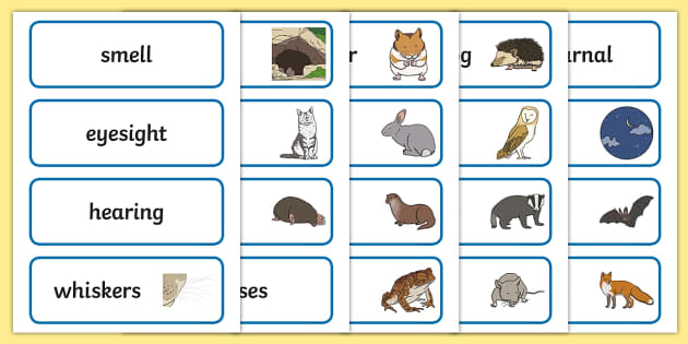 FREE! - Nocturnal Animals Word cards (teacher made) - Twinkl