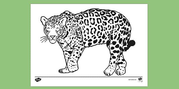 jaguar coloring pages