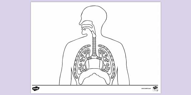 Draw a labelled diagram of the human respiratory system. | Filo