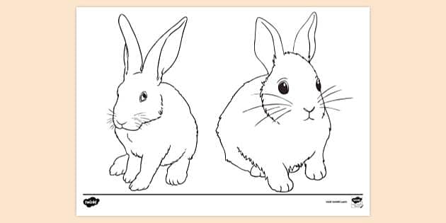 Rabbit drawing🐇 -What do you think? • #rabbit #rabbitdrawing #animal... |  TikTok