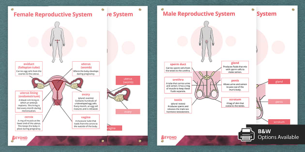 Human Reproduction Display Posters Teacher Made 