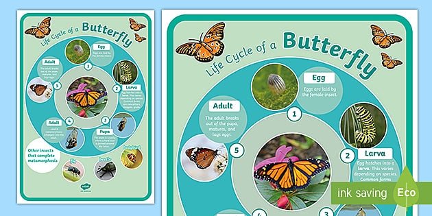 Butterfly Insect Complete Metamorphosis Life Cycle Display Poster  (Minibeasts)