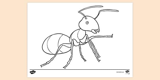 Ant closeup monochrome sketch outline, small insect with sting, that  usually lives in complex social colony with one or more breeding queens.  Wingless animal isolated on white vector illustration:: موقع تصميمي
