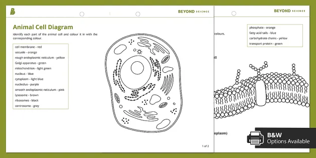 What is a cell wall?  Twinkl Teaching Wiki - Twinkl