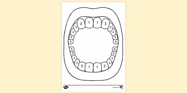 Free Baby Teething Chart Colouring Sheet Eylf Parents