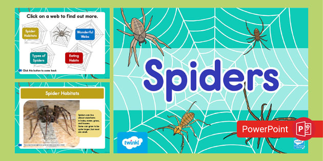 Types of Spiders, Spider Facts