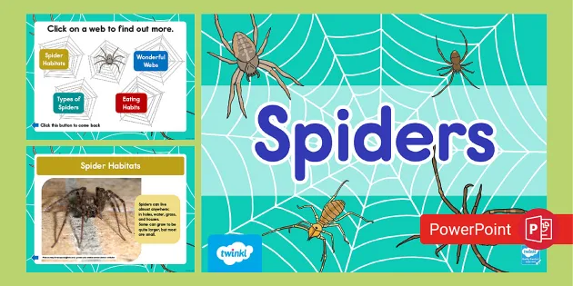 Spider, Description, Behavior, Species, Classification, & Facts