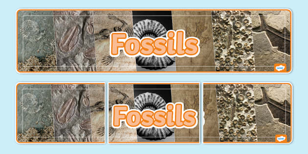 Fossils Photo Display Banner (teacher made) - Twinkl