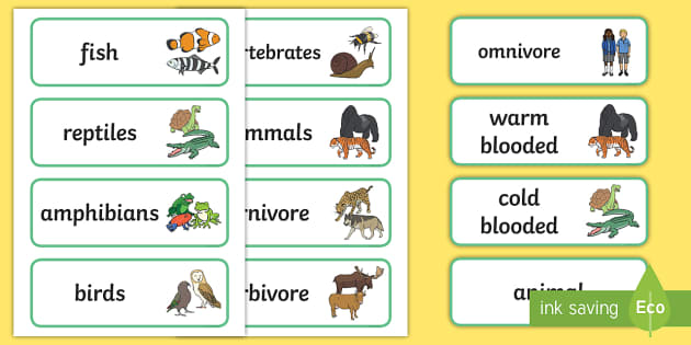 FREE! - Animal Classes Word Cards (teacher made) - Twinkl