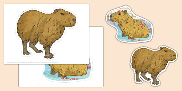 NEW * Capybara Display Cut-Out (teacher made) - Twinkl