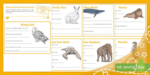 Animal Adaptations PowerPoint | Twinkl Resources USA