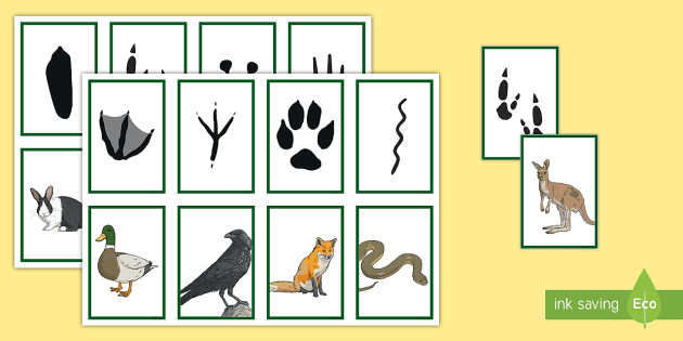FREE! - Animal Footprint Matching Game | Teacher-Made Resources