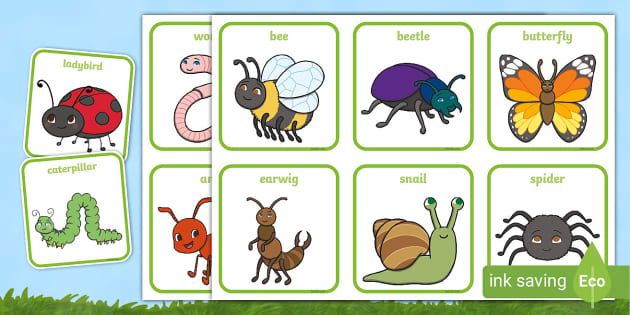 Cute Minibeast Picture Cards (teacher made) - Twinkl