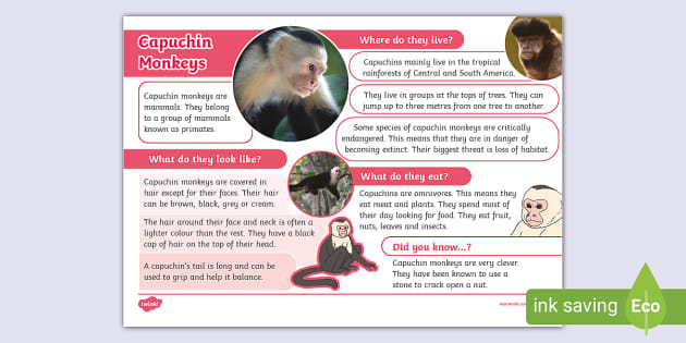 KS1 Capuchin Monkey Fact File (teacher made) - Twinkl