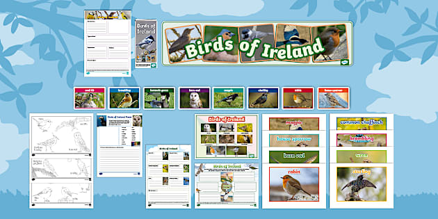 Birds of Ireland Resource Pack (teacher made) - Twinkl