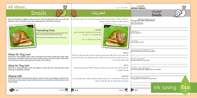 snail-reading-comprehension-pack-arabic-english-snail-reading-comprehension