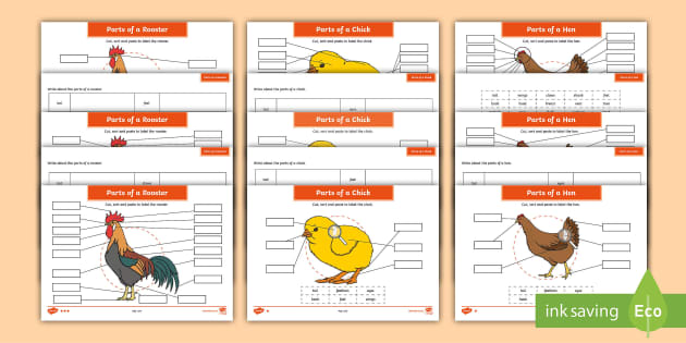 Parts of a Chicken Differentiated Worksheets - Twinkl