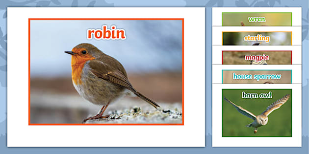 Birds of Ireland Display Photos (teacher made) - Twinkl