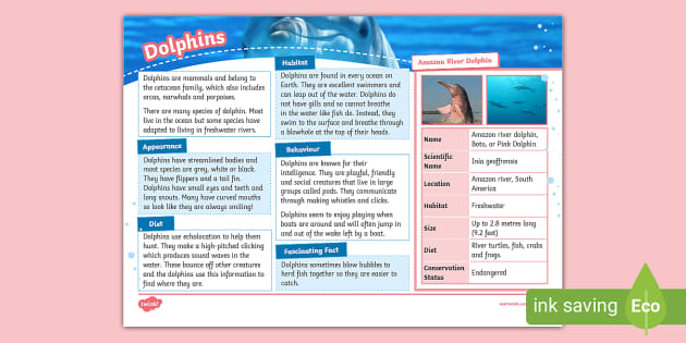 KS2 Dolphin Fact File Animals Mammals teacher Made 