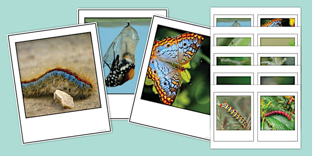 Caterpillars And Butterflies Instant Photo Style Display Images