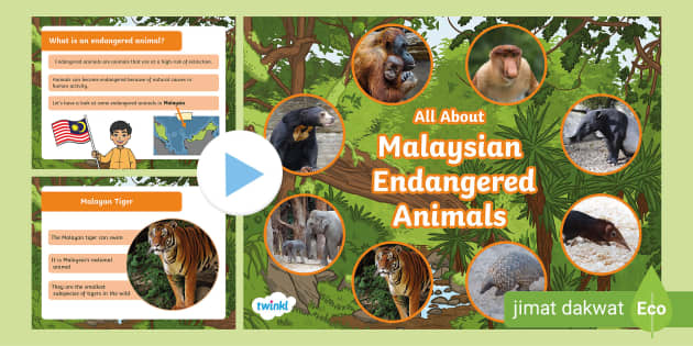 All About Malaysian Endangered Animals (teacher made)