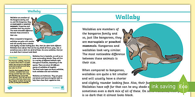 Wallaby Fact File (teacher made) - Twinkl