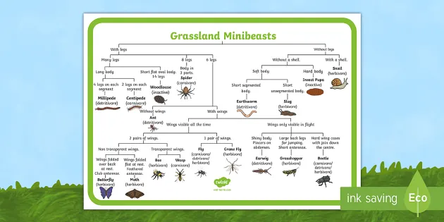 Minibeast Classification Key Games Teacher-Made Twinkl, 58% OFF