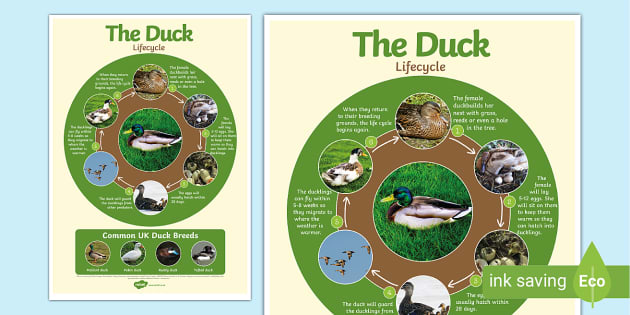 Duck Life Cycle  Life cycles, Life, Vocabulary cards