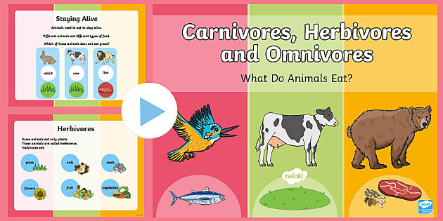 Identifying Herbivores, Carnivores and Omnivores - Twinkl